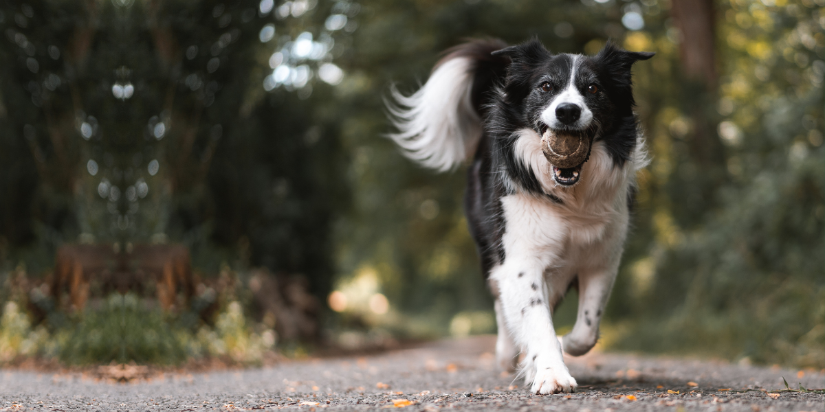 En hund springer på en grusväg med en tennisboll i munnen. Redo att leka med sin Husse eller Matte.